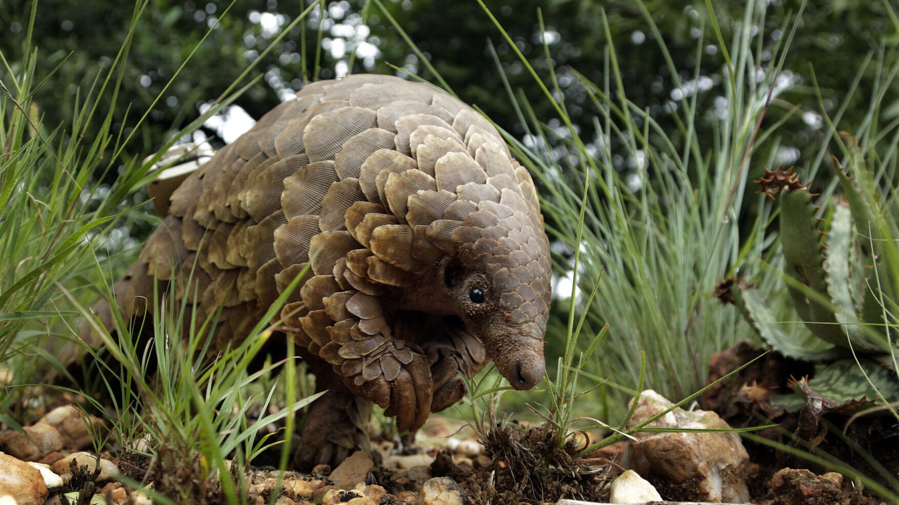 The most trafficked mammal is the pangolin. US officials say it's an endangered species